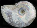 Silver Iridescent Ammonite - Madagascar #29875-1